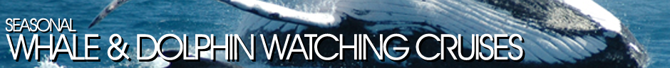 Whale and Dolphin Watching Cruises